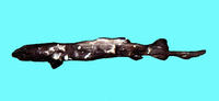 Pseudotriakis microdon, False catshark: fisheries