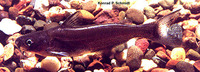 Ictalurus furcatus, Blue catfish: fisheries, aquaculture, gamefish, aquarium