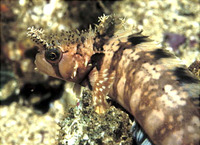 Chirolophis decoratus, Decorated warbonnet: aquarium