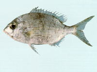 Gymnocranius elongatus, Forktail large-eye bream: fisheries