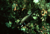 Photoblepharon steinitzi, Flashlight fish: