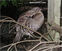 Ruffed Grouse Bonasa umbellus