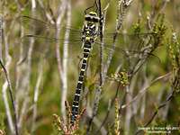 Cordulegaster boltonii - Golden-ringed Dragonfly