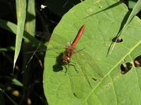 Sympetrum vulgatum - Vagrant Darter