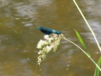 Calopteryx splendens - Banded Demoiselle