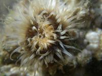 Sagartiogeton undatus