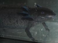 Image of: Ambystoma mexicanum (axolotl)