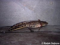 Triturus karelinii karelinii