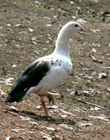 Chloephaga melanoptera - Andean Goose