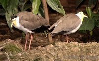 Vanellus miles - Masked Lapwing