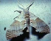 Image of: Pachysphinx modesta (modest sphinx, poplar sphinx)