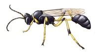Image of: Sceliphron caementarium