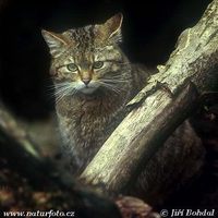 Felis silvestris - Wildcat