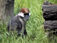 Cercocebus torquatus - Red-capped Mangabey