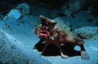 Ogcocephalus parvus - Bat-fish