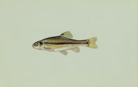 Image of: Pimephales promelas (fathead minnow)