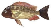 Image of: Tropheus moorii