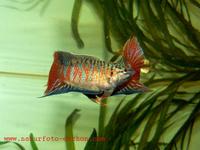 Macropodus opercularis - Chinese Fighting Fish