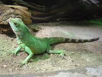 Physignathus cocincinus - Chinese Water Dragon