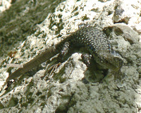 Darevskia raddei nairensis