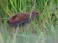 Buff-banded Rail - Gallirallus philippensis