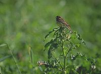 Yellow-breasted Bunting - Emberiza aureola