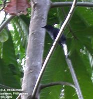 White-vented Shama - Copsychus niger