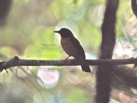 Large-billed Blue Flycatcher - Cyornis caerulatus