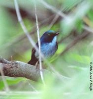 Slaty-blue Flycatcher - Ficedula tricolor