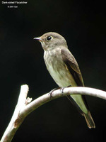 Dark-sided Flycatcher - Muscicapa sibirica