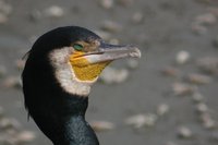 Great Cormorant - Phalacrocorax carbo