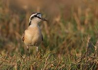 Kittlitz's Plover (Charadrius pecuarius) photo