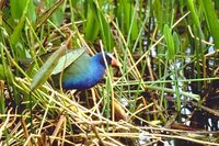 Purple Gallinule - Porphyrio martinica