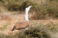 Indian Bustard - Ardeotis nigriceps