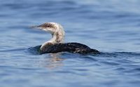 Pacific Loon (Gavia pacifica) photo