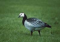 Barnacle Goose (Branta leucopsis) photo