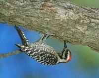 Ladder-backed Woodpecker (Picoides scalaris) photo