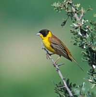 Black-headed Bunting (Emberiza melanocephala) photo