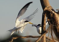 Yellow-billed Tern - Sterna superciliaris