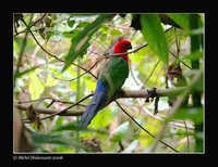 Moluccan King-Parrot - Alisterus amboinensis