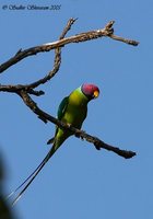 Plum-headed Parakeet - Psittacula cyanocephala