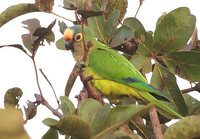 Peach-fronted Parakeet - Aratinga aurea