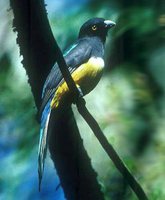 Citreoline Trogon - Trogon citreolus