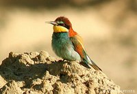 European Bee-eater - Merops apiaster