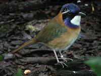 Pitta-like Ground-Roller - Atelornis pittoides