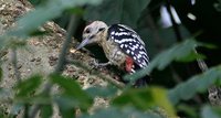 Fulvous-breasted Woodpecker - Dendrocopos macei