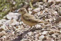 Rufous-banded Miner - Geositta rufipennis