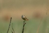 Cock-tailed Tyrant - Alectrurus tricolor