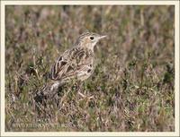 Sprague's Pipit - Anthus spragueii