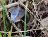 Ashy Tailorbird - Orthotomus ruficeps